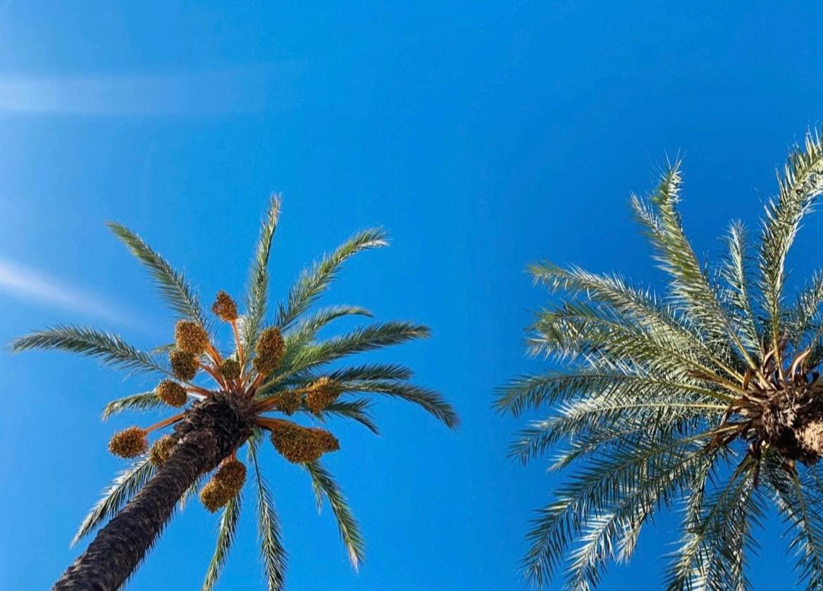 La Margarita Leilighet Torrevieja Eksteriør bilde